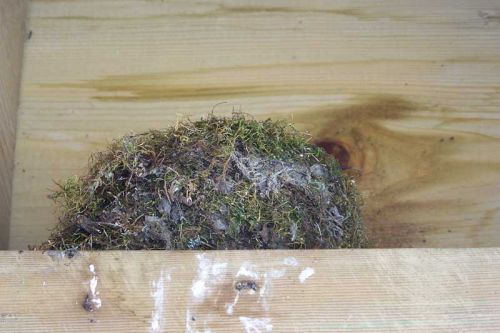 Phoebe nest - Note the heavy use of moss in the nest construction, a feature of phoebe nests.
